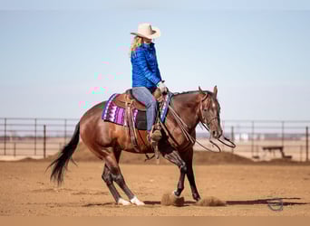 American Quarter Horse, Wallach, 7 Jahre, 155 cm, Rotbrauner