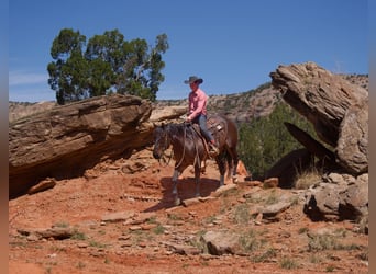 American Quarter Horse, Wallach, 7 Jahre, 155 cm, Rotbrauner