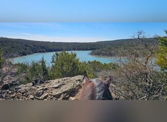 American Quarter Horse, Wallach, 7 Jahre, 155 cm, Rotbrauner