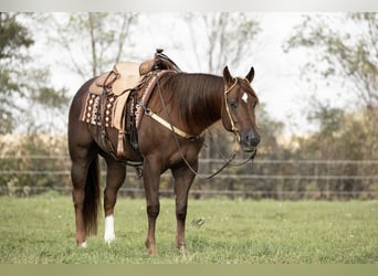 American Quarter Horse, Wallach, 7 Jahre, 155 cm, Rotfuchs