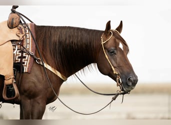 American Quarter Horse, Wallach, 7 Jahre, 155 cm, Rotfuchs