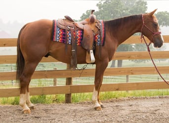American Quarter Horse, Wallach, 7 Jahre, 155 cm, Rotfuchs