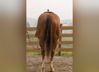 American Quarter Horse, Wallach, 7 Jahre, 155 cm, Rotfuchs
