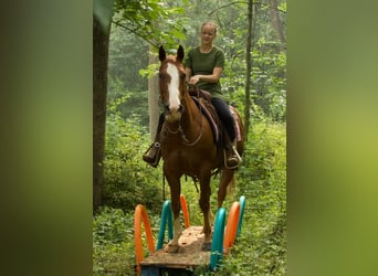 American Quarter Horse, Wallach, 7 Jahre, 155 cm, Rotfuchs