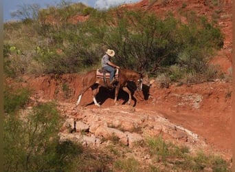 American Quarter Horse, Wallach, 7 Jahre, 155 cm, Rotfuchs