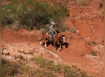 American Quarter Horse, Wallach, 7 Jahre, 155 cm, Rotfuchs