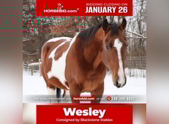 American Quarter Horse, Wallach, 7 Jahre, 155 cm, Schecke