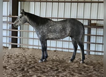 American Quarter Horse, Wallach, 7 Jahre, 155 cm, Schimmel