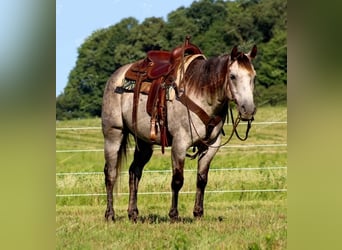 American Quarter Horse, Wallach, 7 Jahre, 155 cm, Schimmel