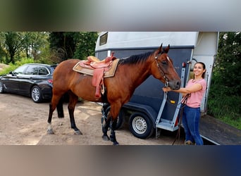 American Quarter Horse, Wallach, 7 Jahre, 157 cm, Brauner