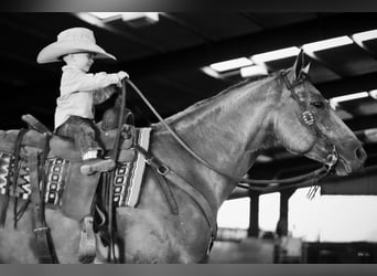American Quarter Horse, Wallach, 7 Jahre, 157 cm, Buckskin