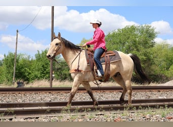 American Quarter Horse, Wallach, 7 Jahre, 157 cm, Buckskin