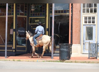 American Quarter Horse, Wallach, 7 Jahre, 157 cm, Buckskin