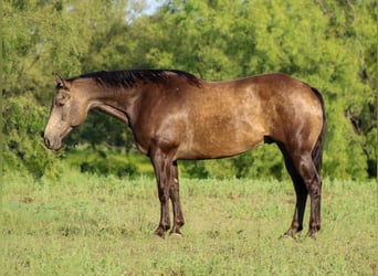 American Quarter Horse, Wallach, 7 Jahre, 157 cm, Buckskin