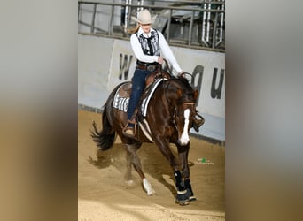 American Quarter Horse, Wallach, 7 Jahre, 157 cm, Dunkelbrauner