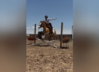 American Quarter Horse, Wallach, 7 Jahre, 157 cm, Falbe