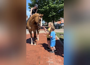 American Quarter Horse, Wallach, 7 Jahre, 157 cm, Falbe