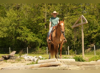 American Quarter Horse, Wallach, 7 Jahre, 157 cm, Falbe