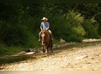 American Quarter Horse, Wallach, 7 Jahre, 157 cm, Falbe