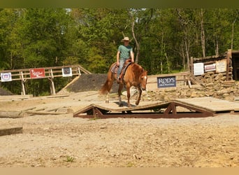 American Quarter Horse, Wallach, 7 Jahre, 157 cm, Falbe