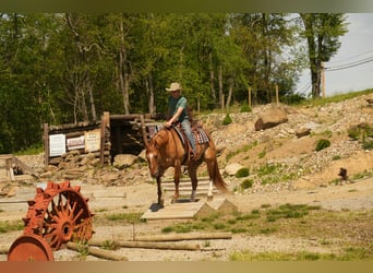 American Quarter Horse, Wallach, 7 Jahre, 157 cm, Falbe