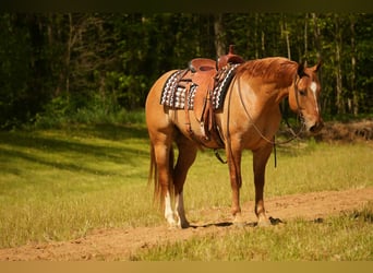 American Quarter Horse, Wallach, 7 Jahre, 157 cm, Falbe