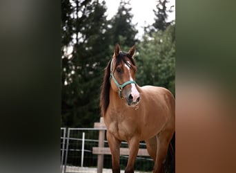 American Quarter Horse, Wallach, 7 Jahre, 157 cm, Falbe