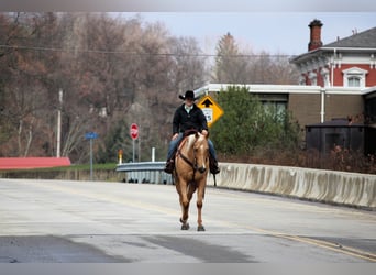 American Quarter Horse, Wallach, 7 Jahre, 157 cm, Palomino