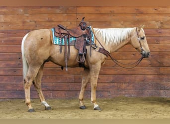 American Quarter Horse, Wallach, 7 Jahre, 157 cm, Palomino