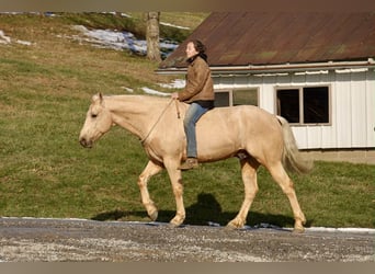 American Quarter Horse, Wallach, 7 Jahre, 157 cm, Palomino