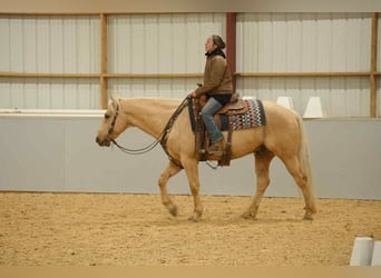 American Quarter Horse, Wallach, 7 Jahre, 157 cm, Palomino
