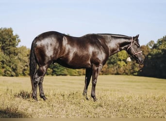 American Quarter Horse, Wallach, 7 Jahre, 157 cm, Rappe