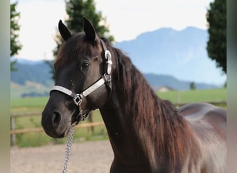 American Quarter Horse, Wallach, 7 Jahre, 157 cm, Rappe