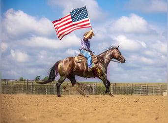 American Quarter Horse, Wallach, 7 Jahre, 157 cm, Roan-Bay