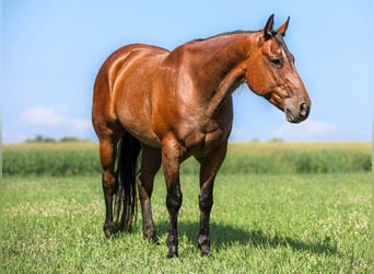 American Quarter Horse, Wallach, 7 Jahre, 157 cm, Roan-Bay