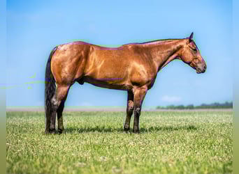 American Quarter Horse, Wallach, 7 Jahre, 157 cm, Roan-Bay