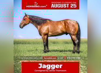 American Quarter Horse, Wallach, 7 Jahre, 157 cm, Roan-Bay