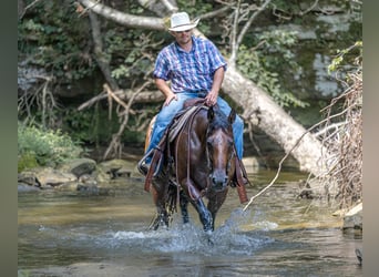 American Quarter Horse, Wallach, 7 Jahre, 157 cm, Roan-Bay