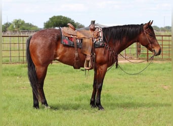 American Quarter Horse, Wallach, 7 Jahre, 157 cm, Roan-Bay