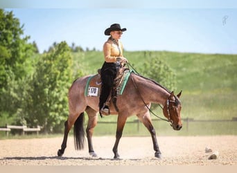 American Quarter Horse, Wallach, 7 Jahre, 157 cm, Roan-Bay