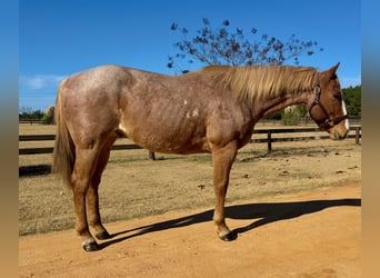 American Quarter Horse, Wallach, 7 Jahre, 157 cm, Roan-Red