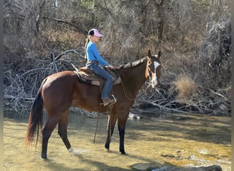 American Quarter Horse, Wallach, 7 Jahre, 157 cm, Rotbrauner