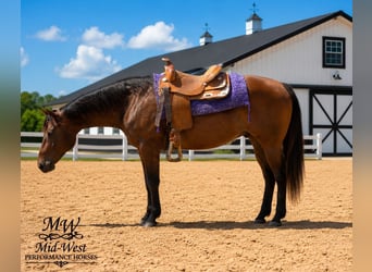 American Quarter Horse, Wallach, 7 Jahre, 157 cm, Rotbrauner