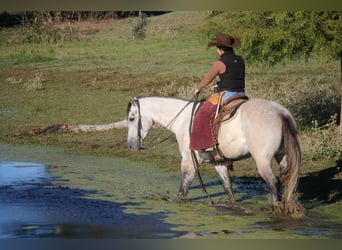 American Quarter Horse, Wallach, 7 Jahre, 157 cm, Schimmel