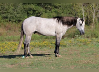 American Quarter Horse, Wallach, 7 Jahre, 157 cm, Schimmel