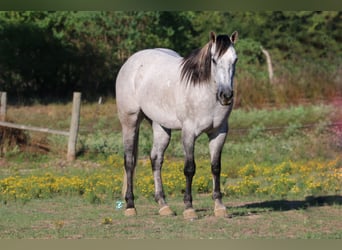American Quarter Horse, Wallach, 7 Jahre, 157 cm, Schimmel