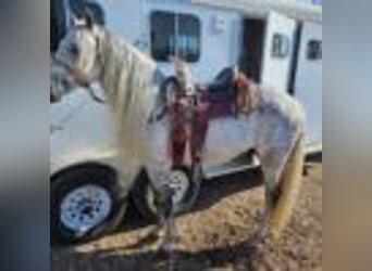 American Quarter Horse, Wallach, 7 Jahre, 157 cm, Schimmel