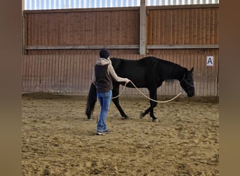 American Quarter Horse, Wallach, 7 Jahre, 158 cm, Dunkelbrauner