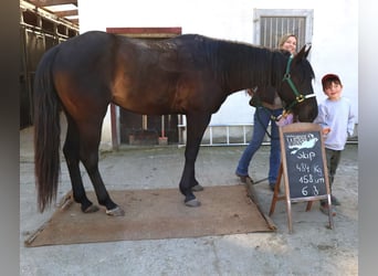 American Quarter Horse, Wallach, 7 Jahre, 158 cm, Dunkelbrauner