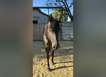 American Quarter Horse, Wallach, 7 Jahre, 158 cm, Dunkelbrauner
